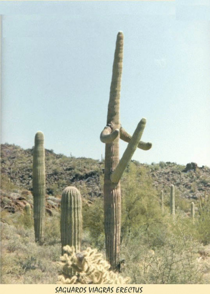Файл:Cactus.jpg