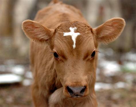 Файл:Cow marked with cross.jpg