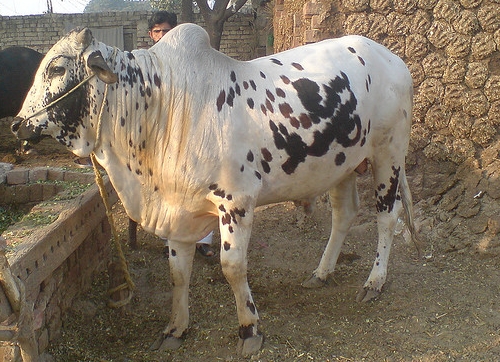Файл:Cow marked with allah and muhammad.JPG