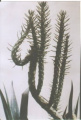 Allah cactus.jpg