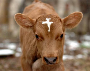 Cow marked with cross.jpg