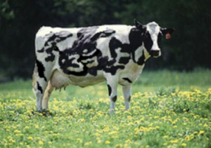 Om-cow.jpg